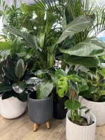 Florist & Giftware Business - On Track to Return Over $90,000 to the Working Owner $129,000 (Incl...