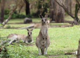 Caravan Park (Freehold) on the Fraser Coast