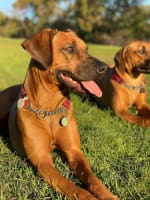 Pet Boarding Kennels No Dog Limits Business RS1586