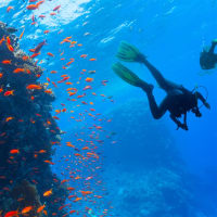 Bali Dive Center for Sale