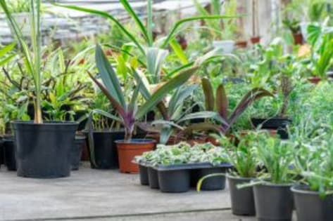 Freehold Production Nursery & Residence - SEQ - Quality Operation - Sales $2,000,000