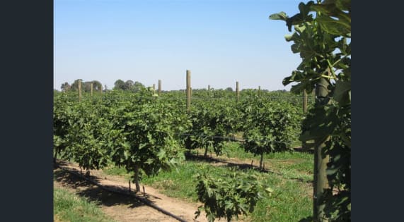 SUCESSFUL FIG FARMING BUSINESS WITH 21 ACRES OF FREEHOLD LAND (EoI)