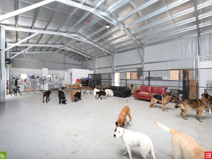 Doggy Day Care & Grooming Business Under Management
