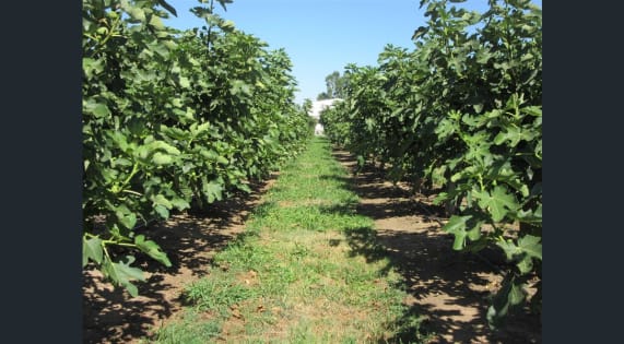 SUCESSFUL FIG FARMING BUSINESS WITH 21 ACRES OF FREEHOLD LAND (EoI)