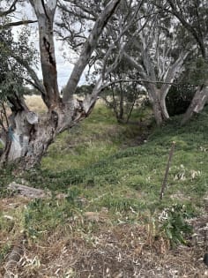 Freehold LPO, Liquor General Store & 6 BR Residence