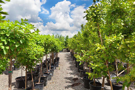 WELL ESTABLISHED METRO NURSERY BUSINESS