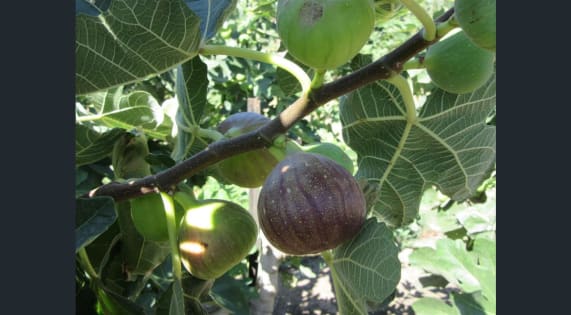 SUCESSFUL FIG FARMING BUSINESS WITH 21 ACRES OF FREEHOLD LAND (EoI)