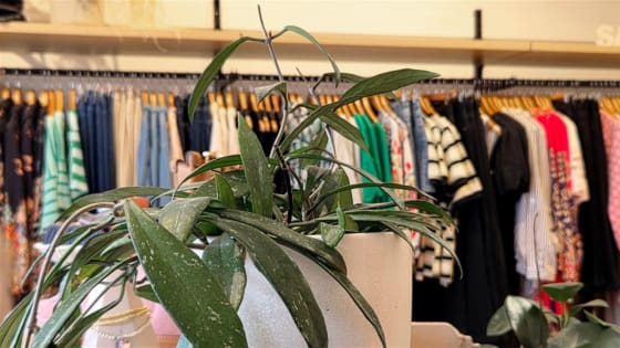 Fashion Boutique - Flexible Lifestyle Business