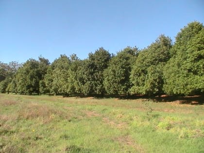 Farm Plantation North NSW Expression of Interest