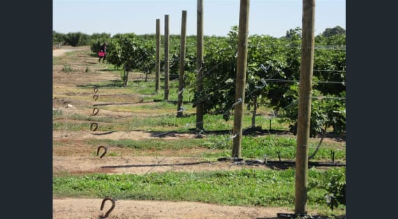 SUCESSFUL FIG FARMING BUSINESS WITH 21 ACRES OF FREEHOLD LAND (EoI)