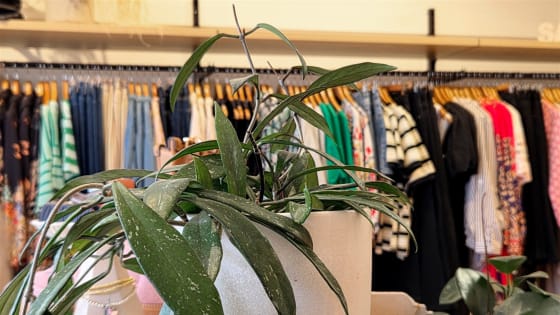 Fashion Boutique - Flexible Lifestyle Business
