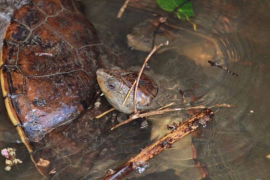 The closest Wet Tropics World Heritage river-based experience to Cairns