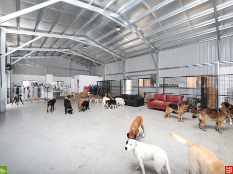 Canineology Centre | Established Doggy Day Care, Dog Grooming & Pet Transport Business - For Sale...