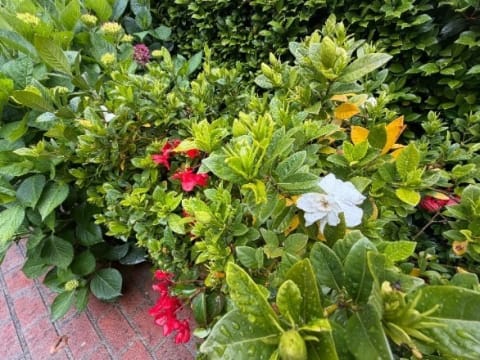 One-Bedroom Haven in Grace Gardens Retirement Village (CS25138)