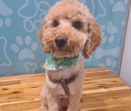Dog Cafe and Spa - Moonee Beach, NSW