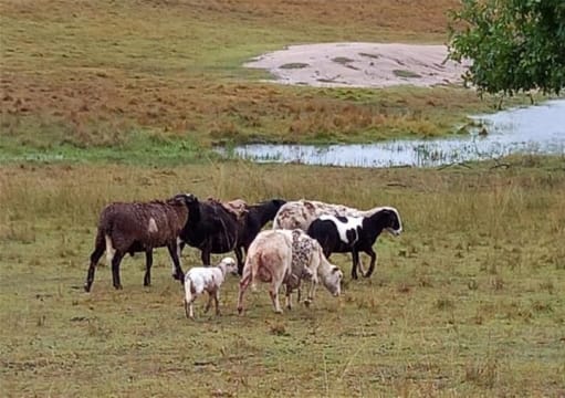 NATURES ENGINEERING WONDER PLANT