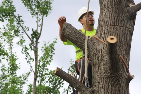 Leading B2B Tree Service Company