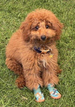 Turnkey Market Stall Business for Sale with 2022 LDV Deliver 9 Van