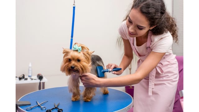 UID: 238 Modern, Newly Renovated Pet Grooming Salon  Fast-Growing, Sutherland Shire
