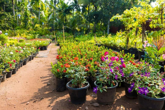Wholesale & Retail Nursery | Established Perennials Nursery Opportunity | VIC