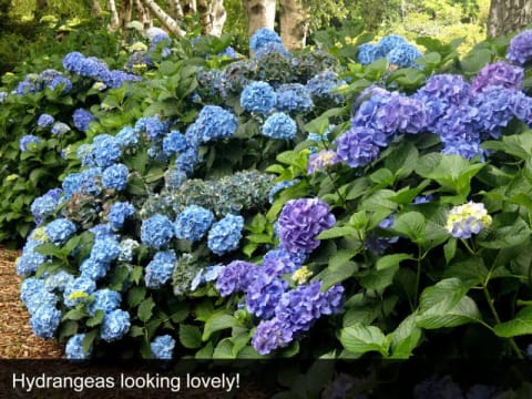 HERITAGE SEED BANK and OPEN GARDEN