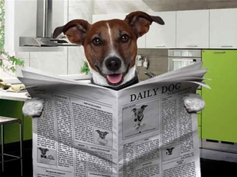 Bark Busters Franchise For Sale. The Worlds Largest Home Dog Training Business