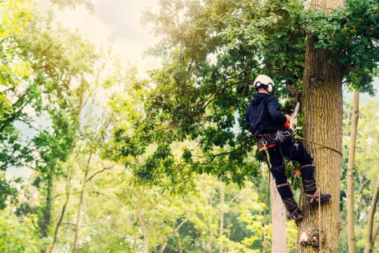 Expand Your Reach with this Proven Arboriculture Operation