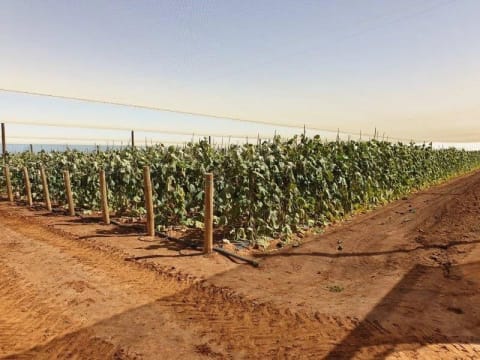Horticulture Business & 58 Acre Asset | $1.5M+ Capability | Walk-In Walk-Out