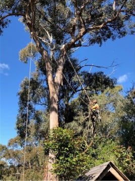 Established Arboricultural Business For Sale