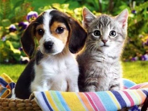 "SPECIALIST PET WELLNESS & NATURAL NUTRITION BUSINESS ESTABLISHED BRAND WITH EXCITING GROWTH POTE...