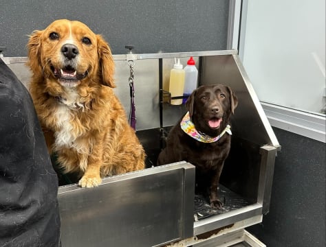 Dog Grooming Salon and Pet Supplies Store – Windradyne, NSW