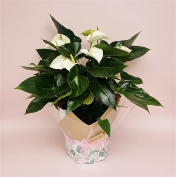 Online, Home-Based Plant and Gift Shop/ Florist Business for Sale