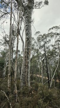 Dark Sky Hill - Turnkey Astro-Tourism Property with Private Observatory and Established Skywatchi...