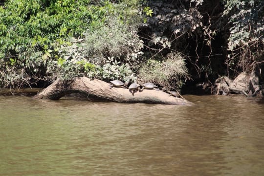 The closest Wet Tropics World Heritage river-based experience to Cairns