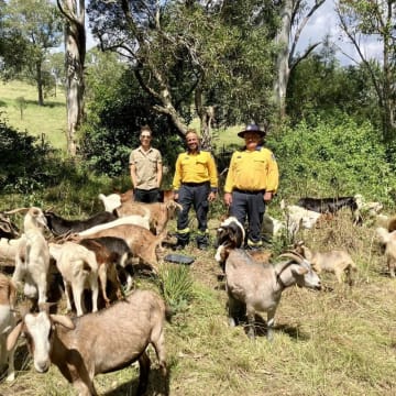 Profitable Eco Vegetation Management Business, Northern NSW