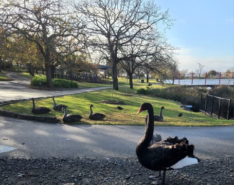 Popular Lakeside Cafe in a Tourist Location – Ararat, Vic