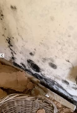 Queensland Pest Inspections & Reports Gold Coast