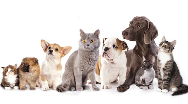 "SPECIALIST PET WELLNESS & NATURAL NUTRITION BUSINESS ESTABLISHED BRAND WITH EXCITING GROWTH POTE...