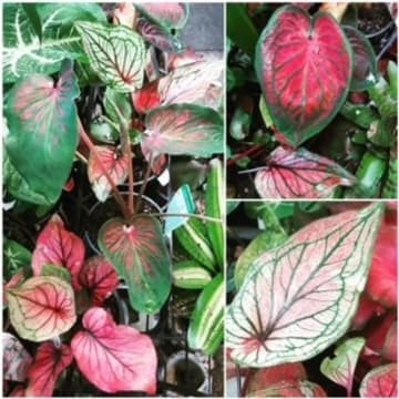 Dz7zqsidvmpem7yeo9ql