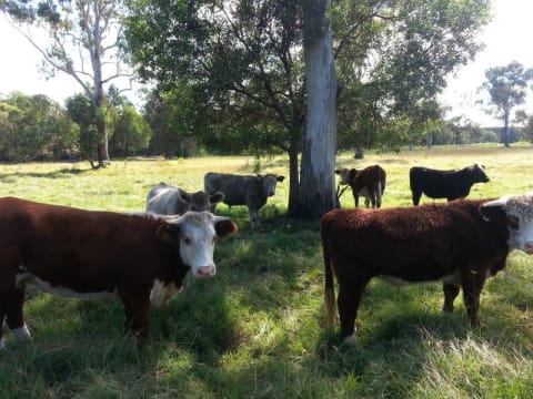 Egelnebul1ww5r8fnraf