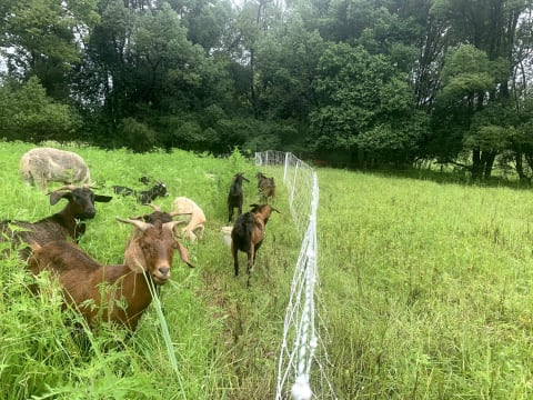 Profitable Eco Vegetation Management Business, Northern NSW
