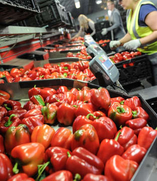 Hydroponic Vegetable Crop Farm - Land, Buildings & Machinery