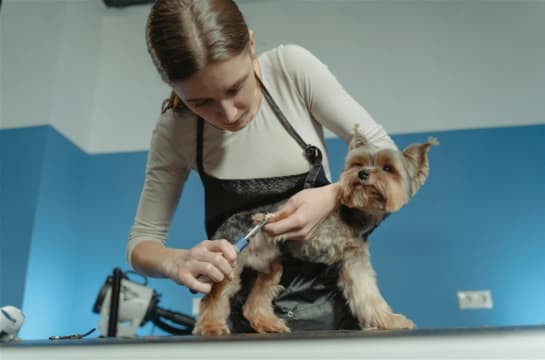 PRICE REDUCED Mobile Dog Wash & Grooming Brisbane Northside