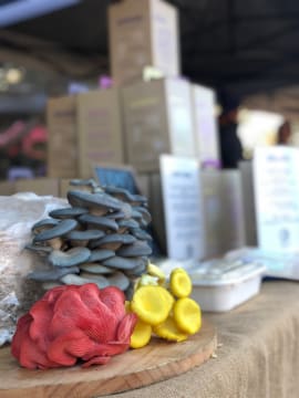 Indoor Mushroom Farm - Booming Industry