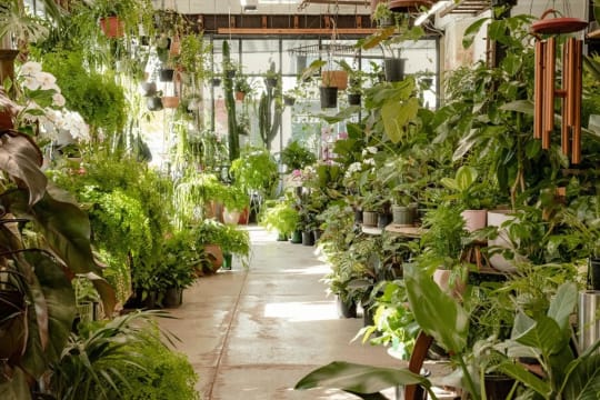 Fitzroy Nursery  Iconic CBD Nursery