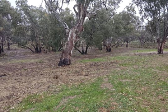 Iconic Conargo Hotel, Conargo NSW - Freehold Going Concern