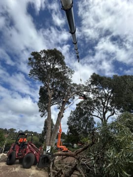 Two Long-Established Arborist Businesses with Strong Cashflow & Major Contracts
