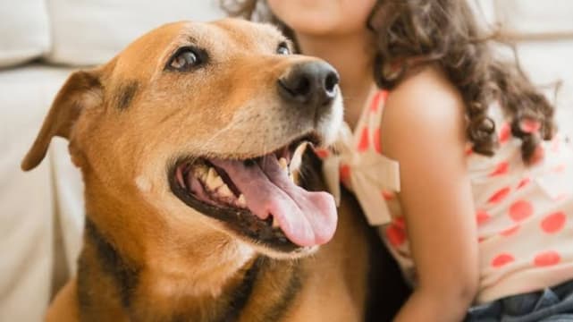 Online Pet Product Wholesaler/Distributor and Supplier #438