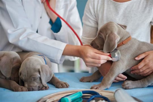 Confidential Veterinary Practice