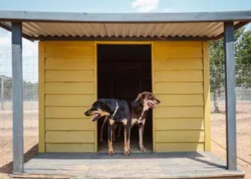 Pet Boarding Kennels business for sale with a Lifestyle Property SP1518